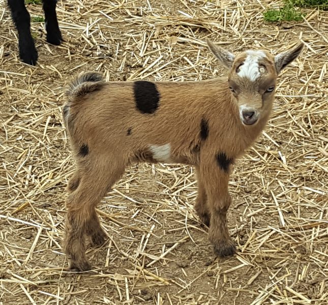 Registered Nigerian Goat herd for sale - National CSA Directory