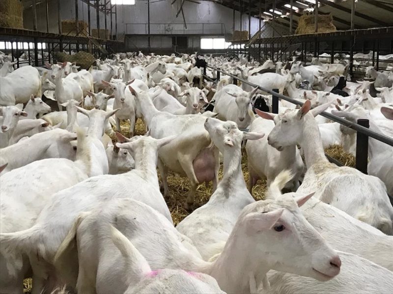excellent dairy goats for sale - National CSA Directory