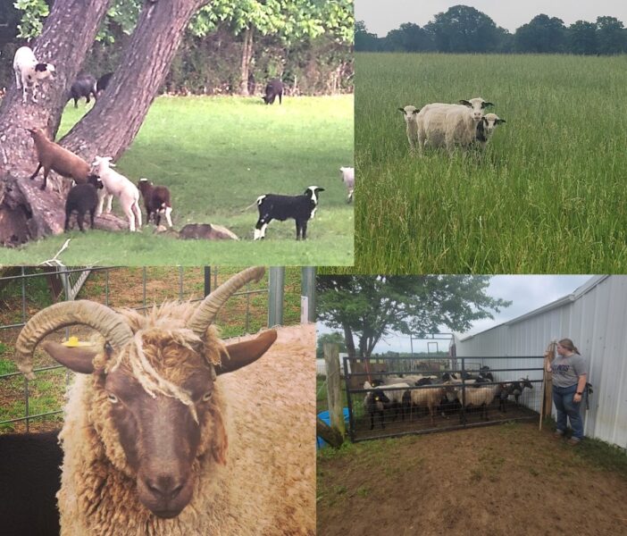 Small Ruminant Animal Husbandry Training