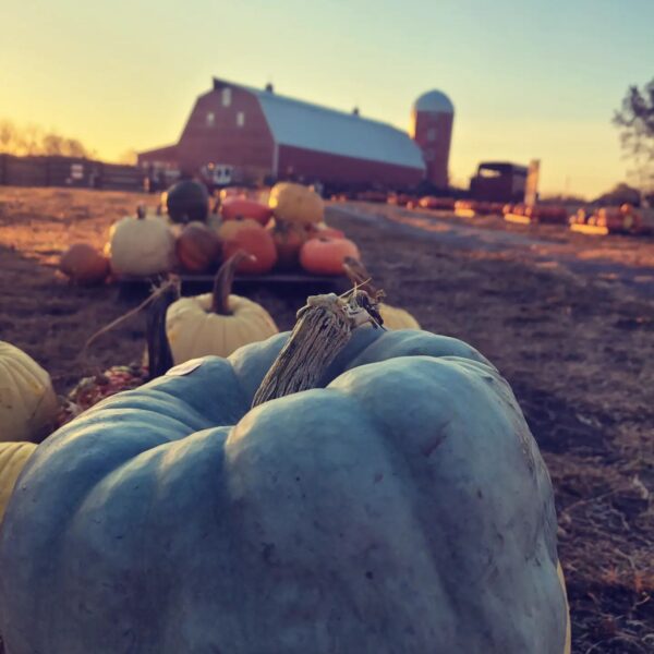 Pumpkin Festival at Shepherd's Cross & Heart of the Shepherd