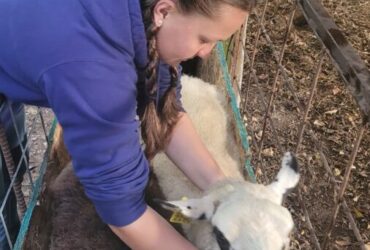 Small Ruminant Animal Husbandry Training