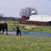 Spring & Summer Field Trips or Road Trips to Shepherd's Cross Farm