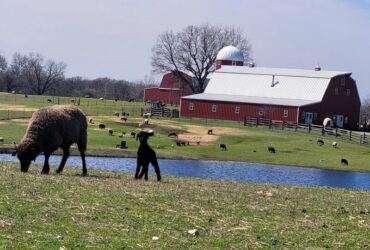 Spring & Summer Field Trips or Road Trips to Shepherd's Cross Farm