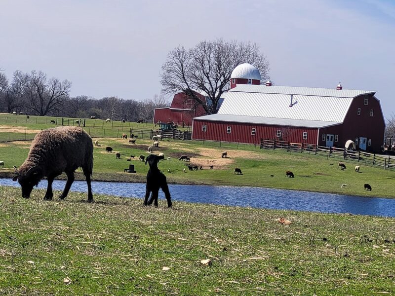 Spring & Summer Field Trips or Road Trips to Shepherd's Cross Farm